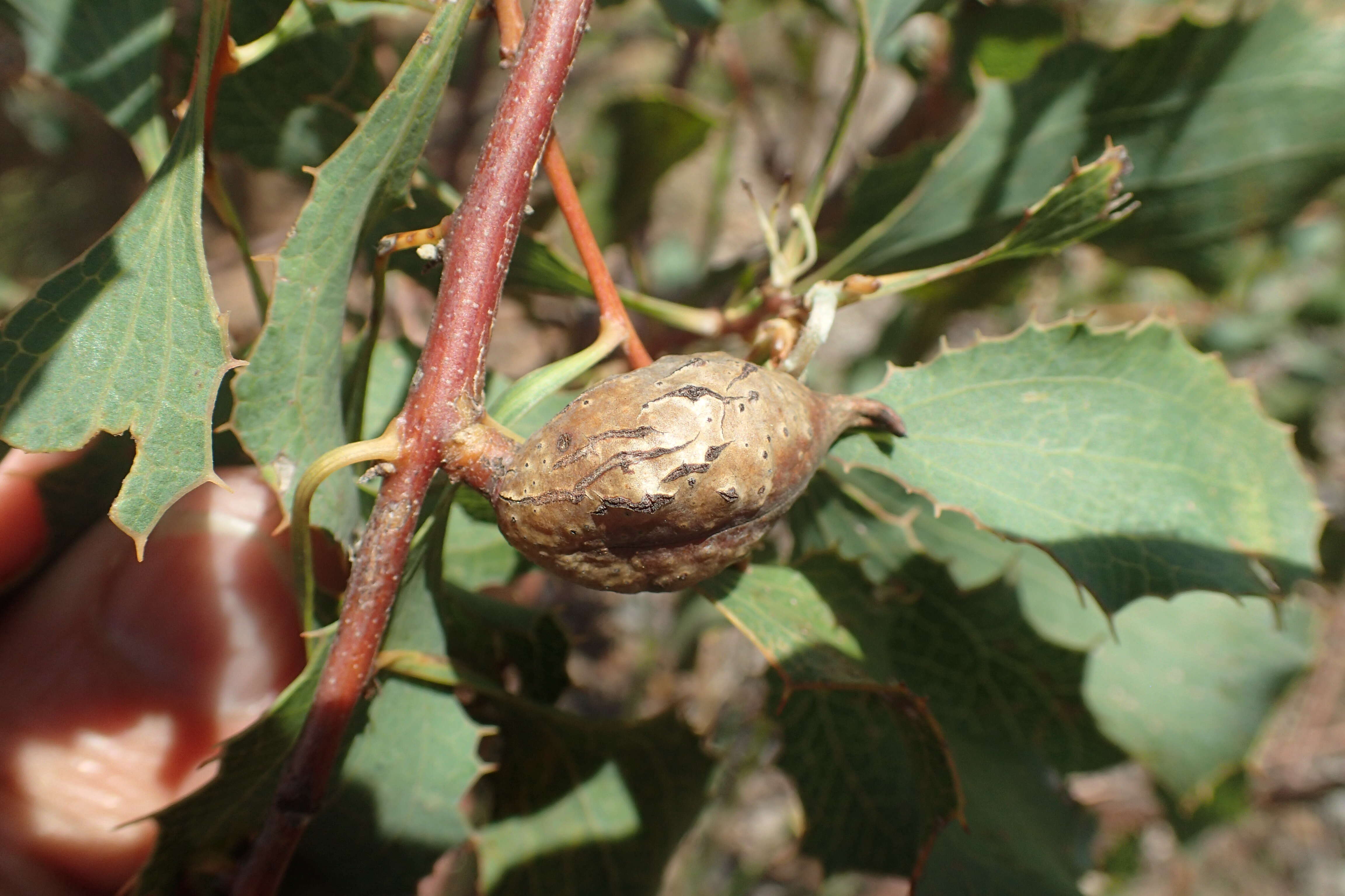 صورة Hakea auriculata Meissn.