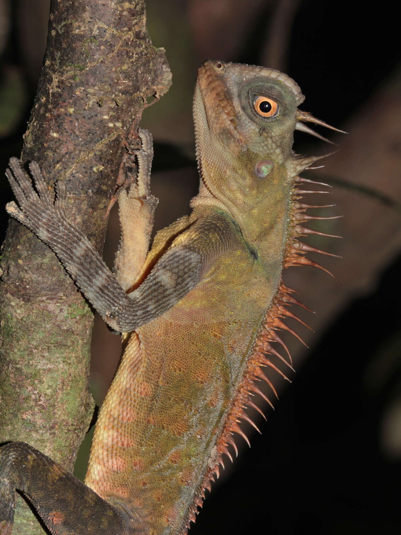 Image of armored pricklenape