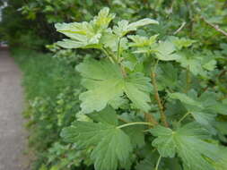 Image of prickly currant