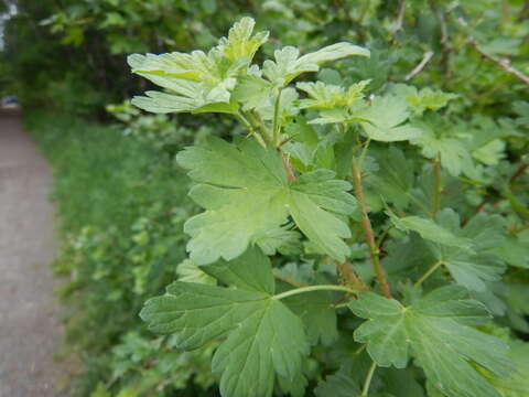 Image of prickly currant