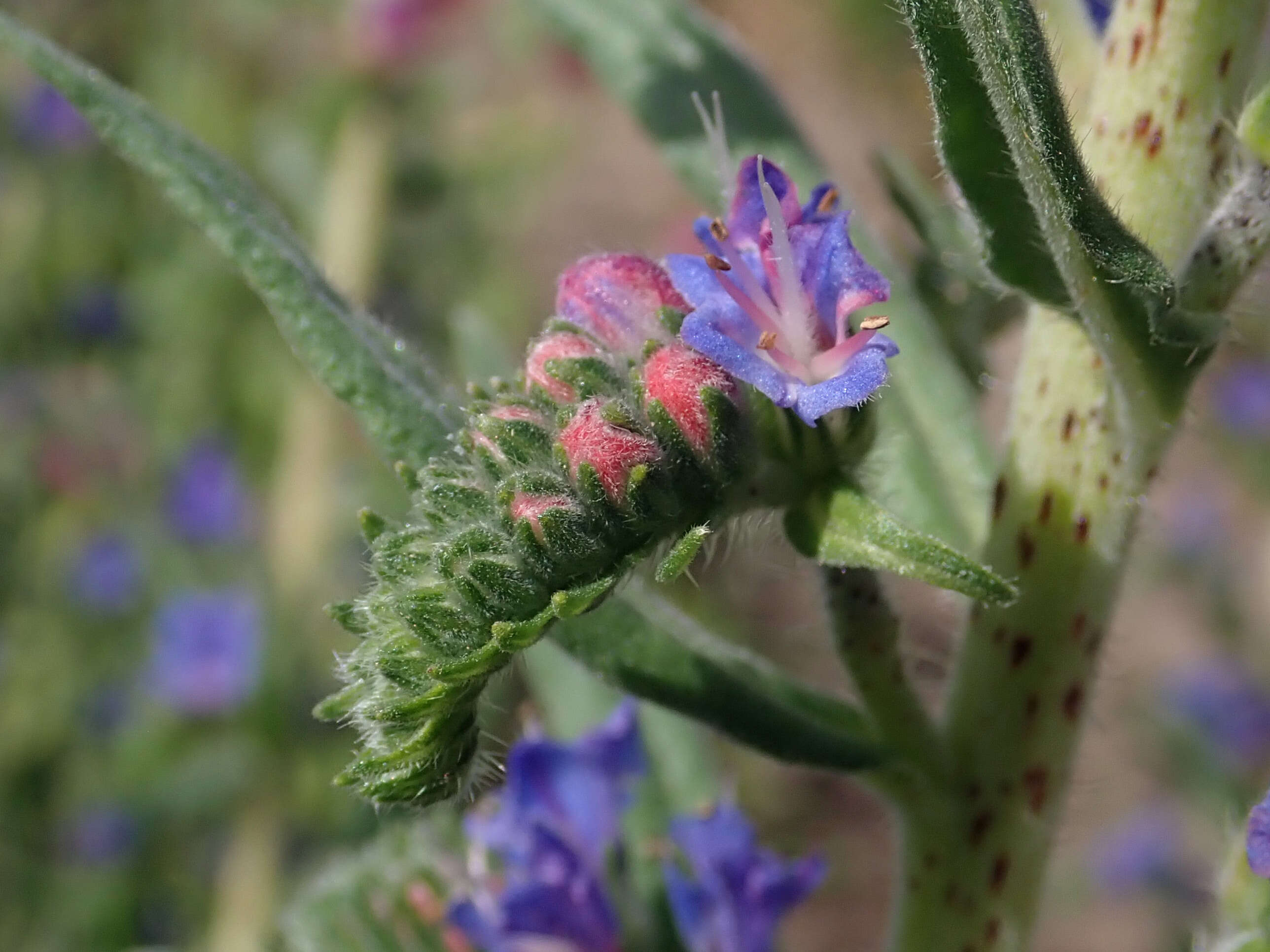 Imagem de Echium vulgare L.