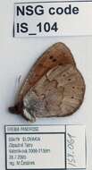 Image of Erebia pandrose