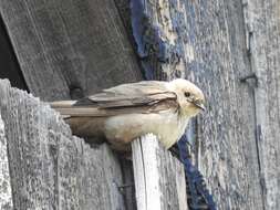 Image of Eurasian Crag Martin