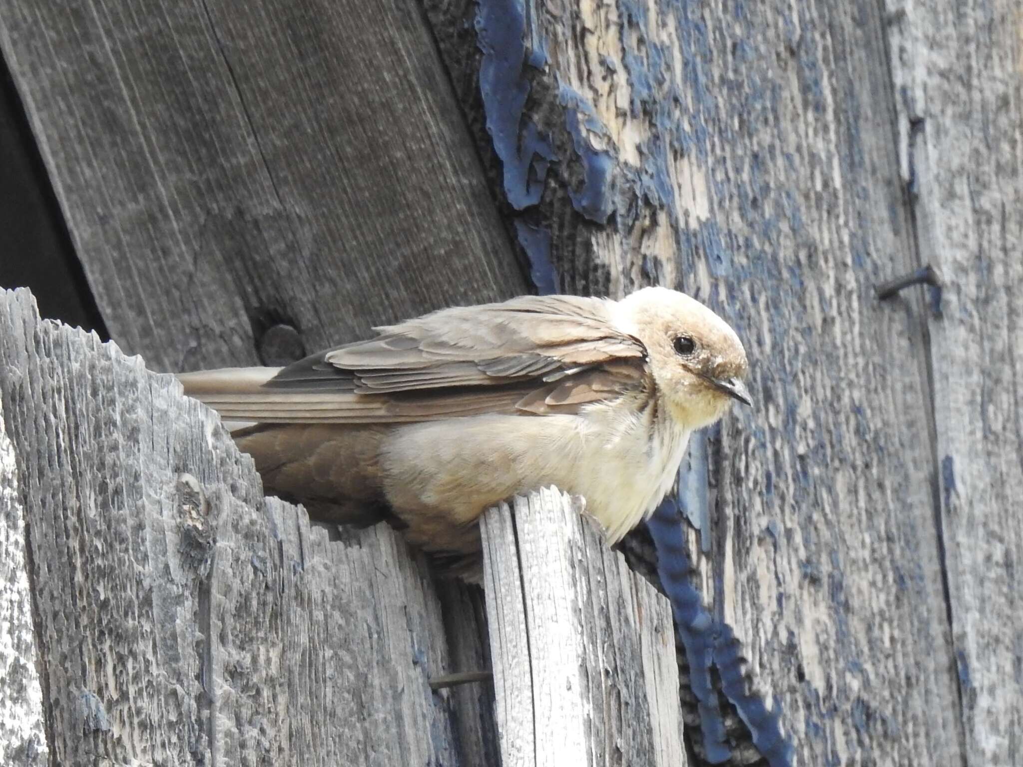 Image of Eurasian Crag Martin