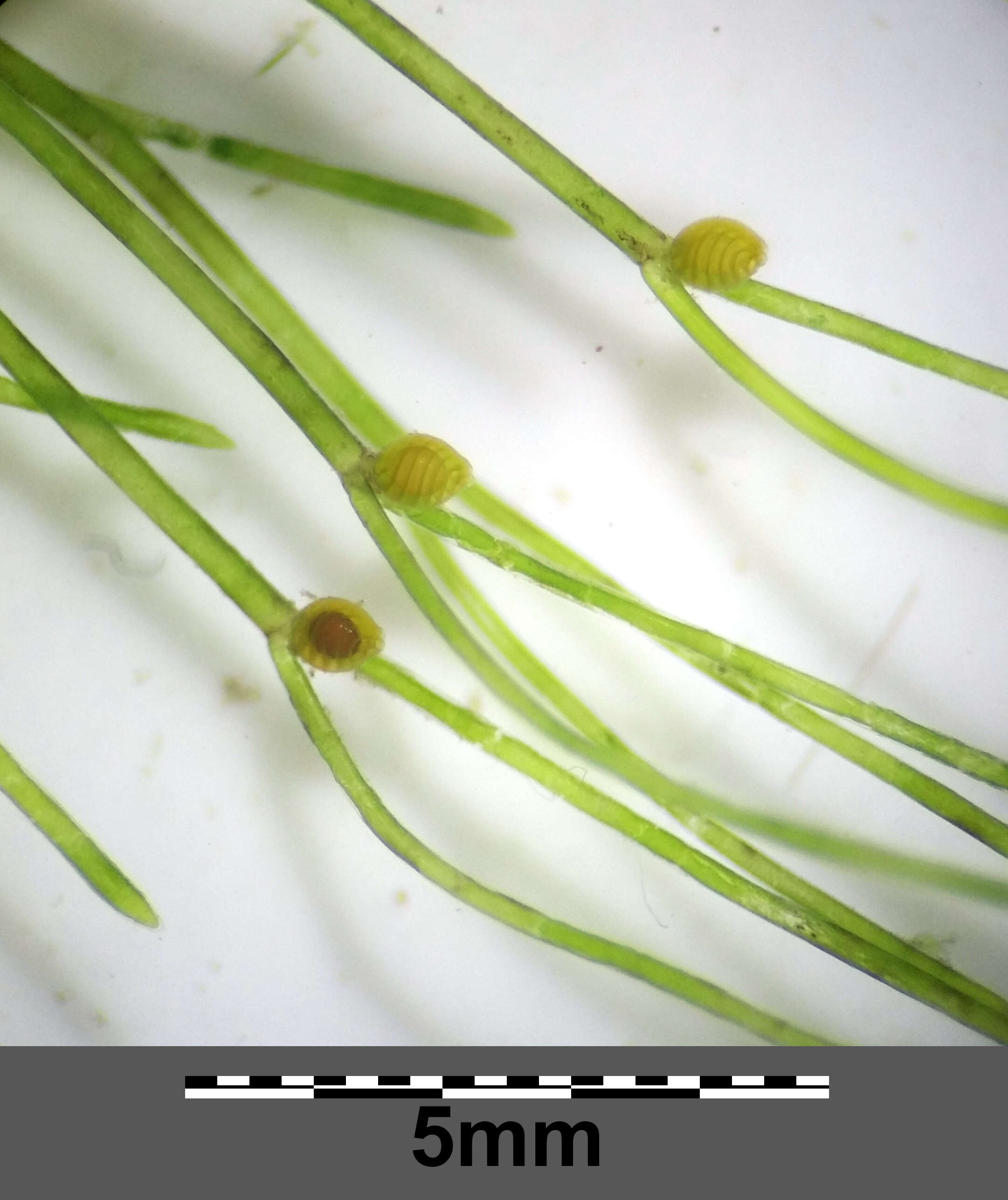 Image of Stonewort