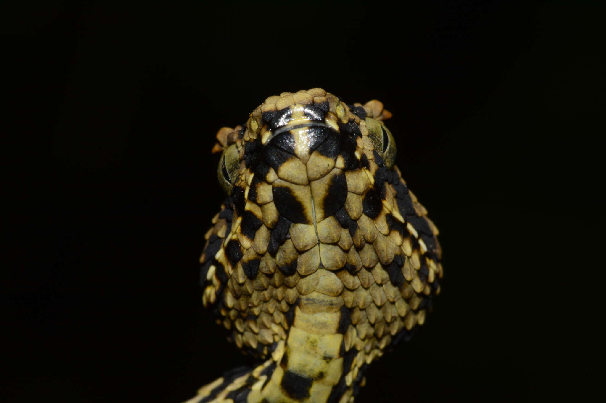 Image of Usambara Eyelash Viper