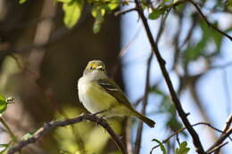 Слика од Vireo griseus (Boddaert 1783)