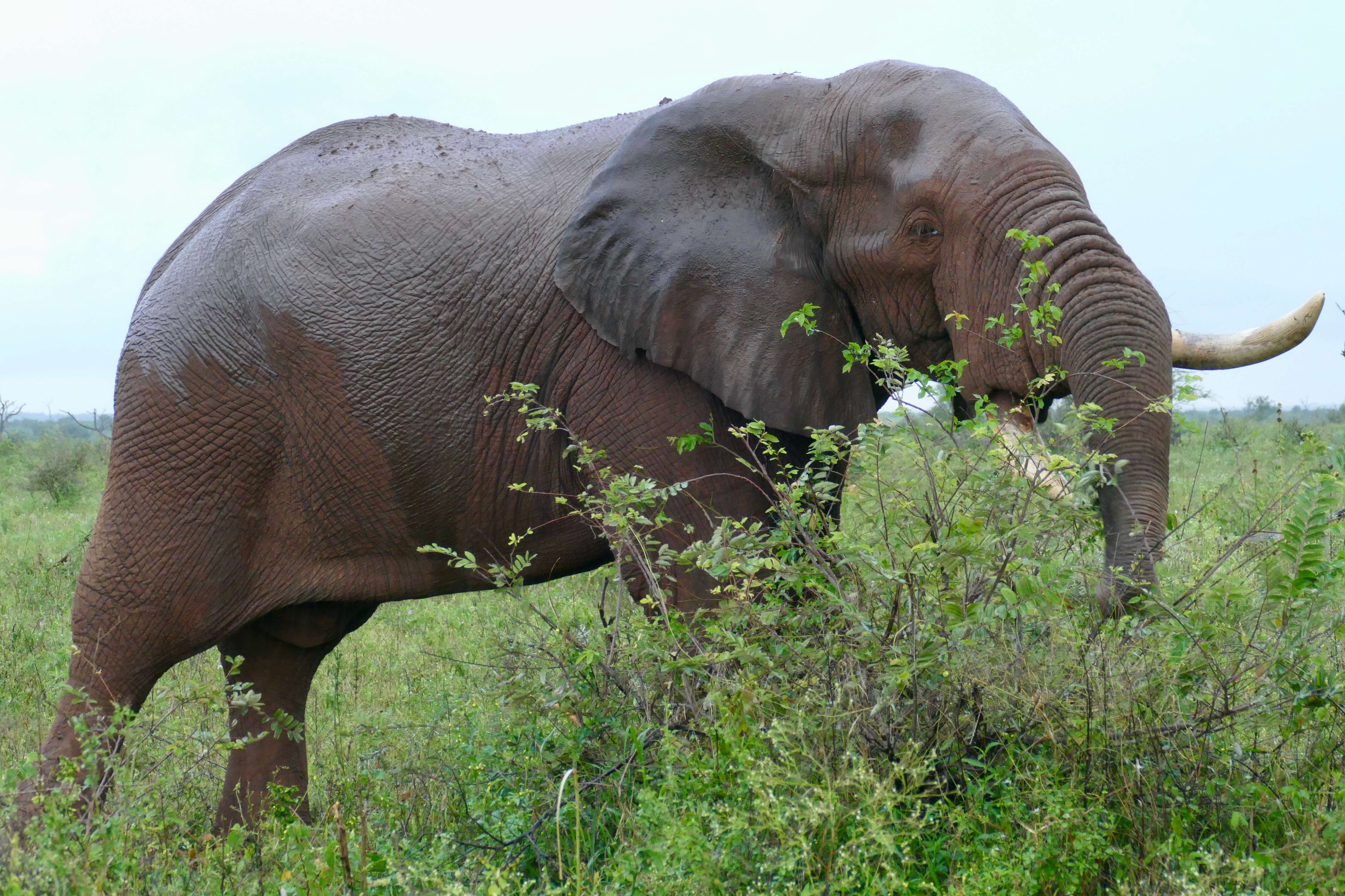 Image of African bush elephant