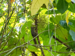 Image of Plantain Squirrel