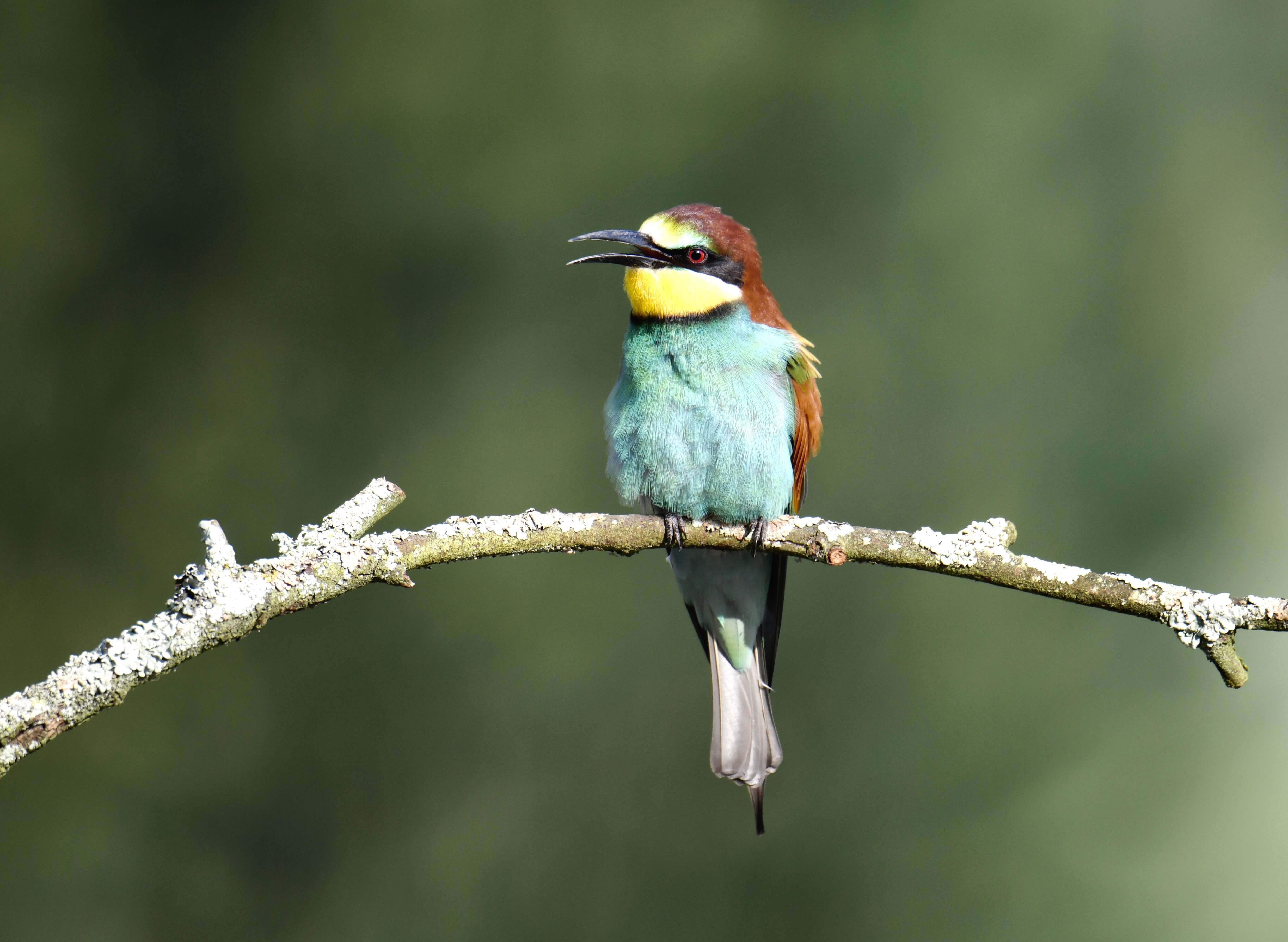 Image of bee-eater, european bee-eater