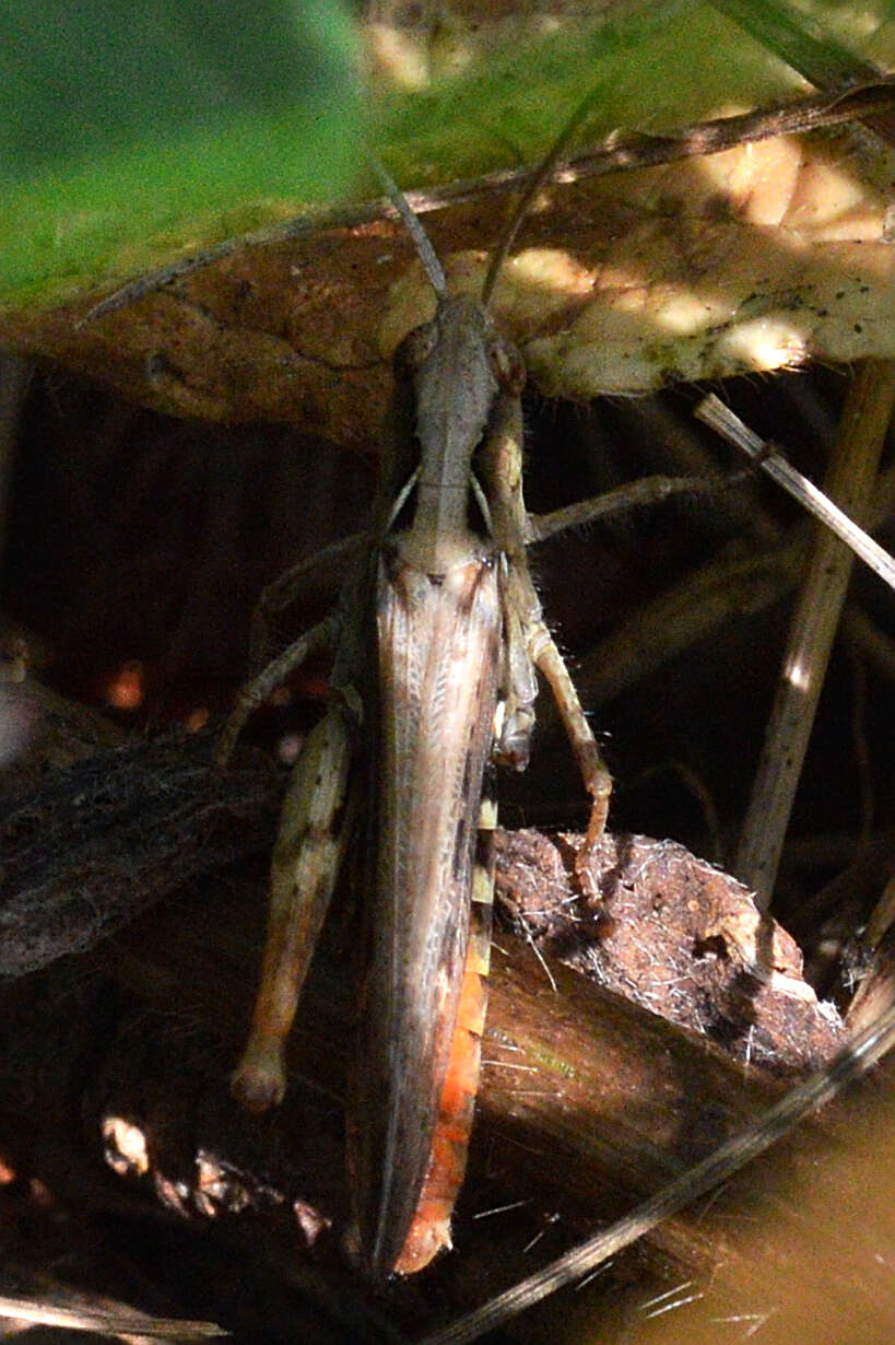 Image of Common Field Grasshopper