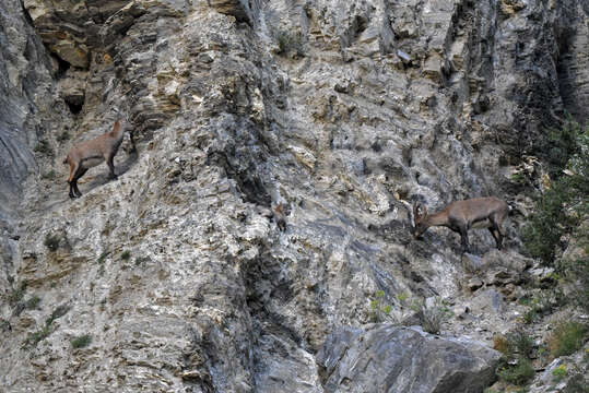 Image of Alpine Ibex