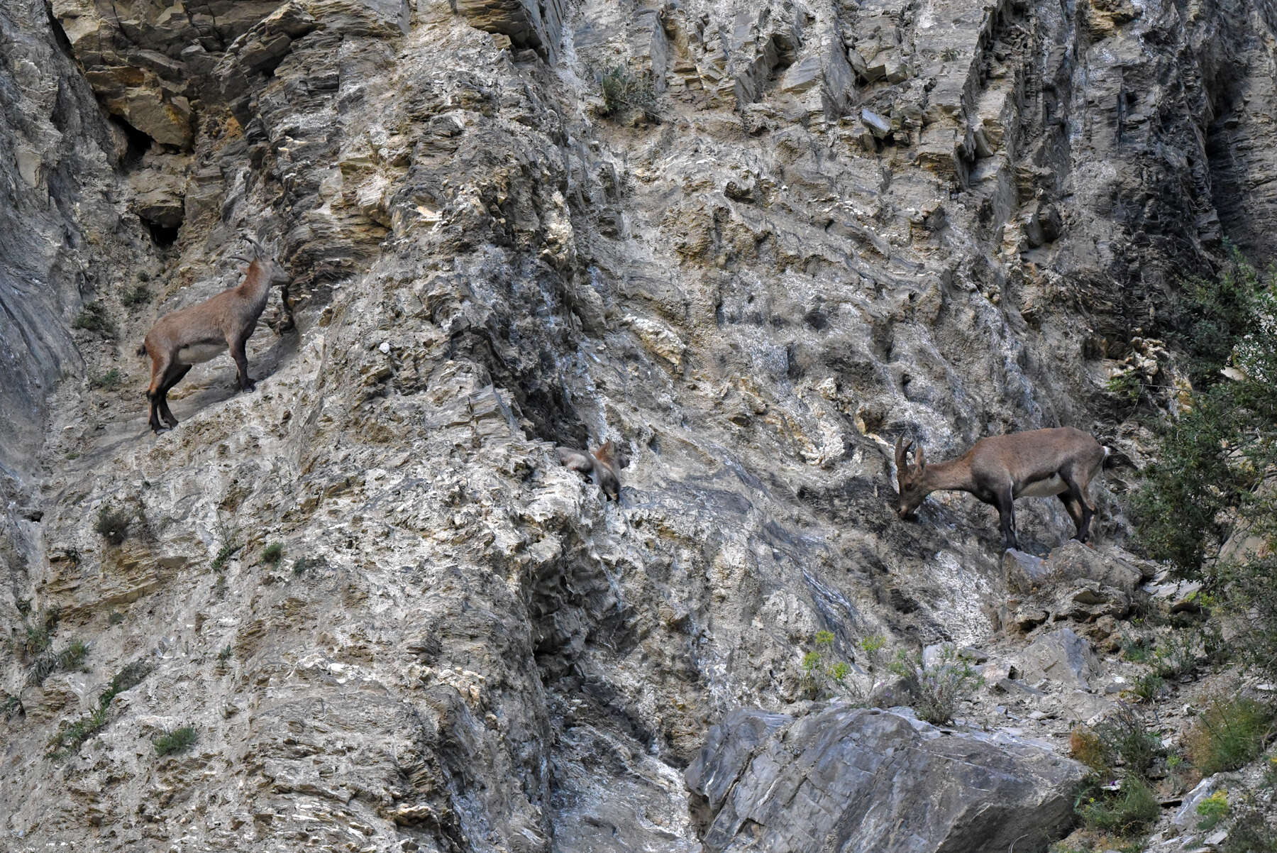 Plancia ëd Capra ibex Linnaeus 1758