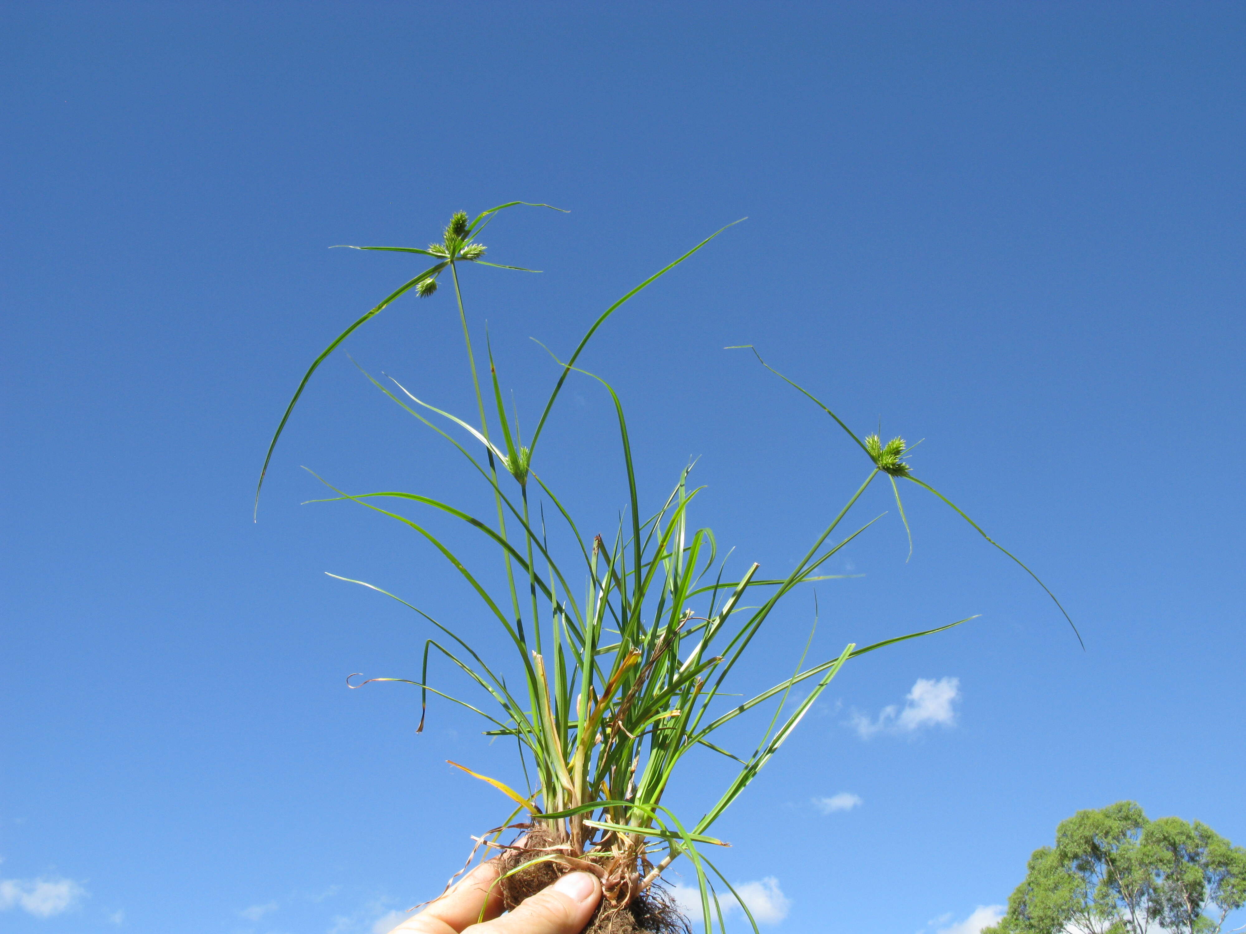 Слика од Cyperus aggregatus (Willd.) Endl.