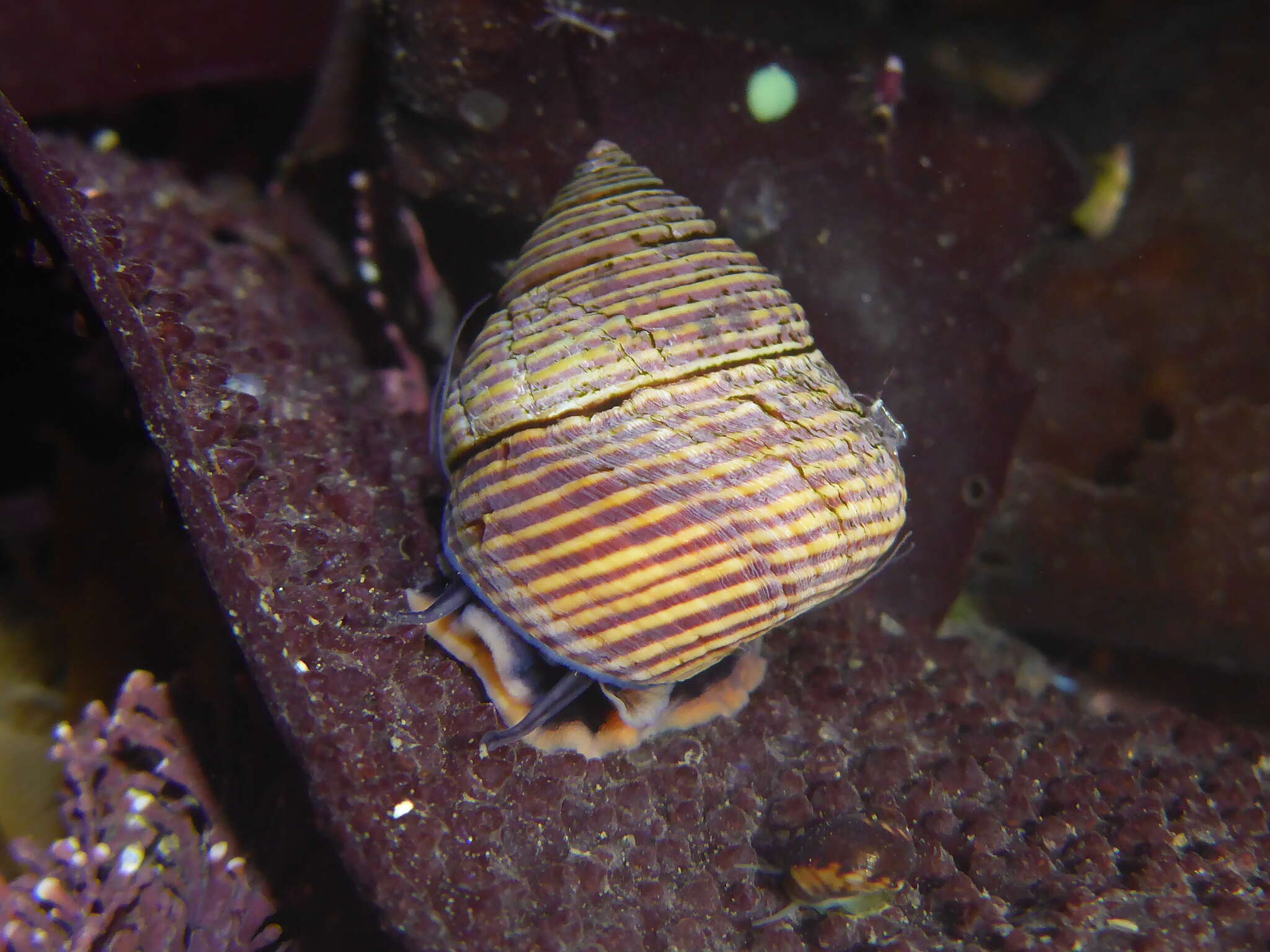 Image of Blue Top Snail