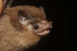 Image of Thomas's Sac-winged Bat