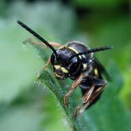 Image of Argogorytes Ashmead 1899