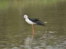 Image of Black-winged Stilt