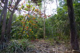 Image of tropical-almond