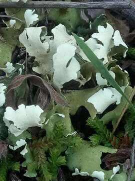 Image of Cladonia foliacea (Huds.) Willd.