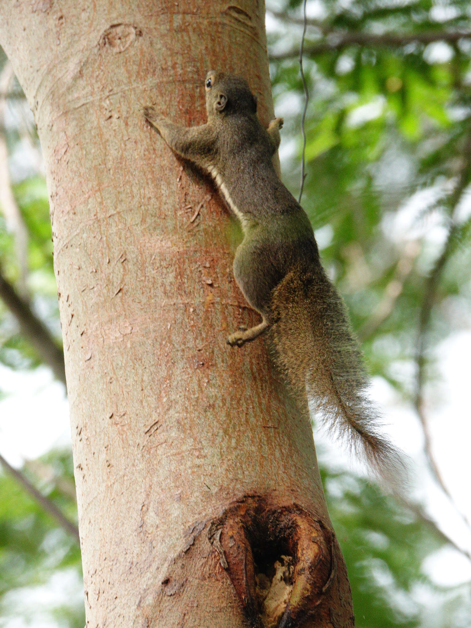 Image of Plantain Squirrel