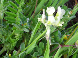 Image of Yellow Milk-vetch