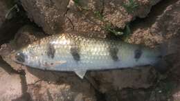 Image of Characin