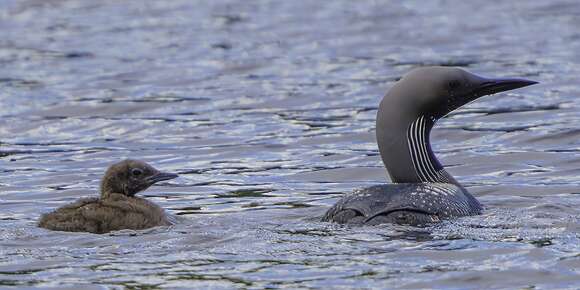 Image of Arctic Loon