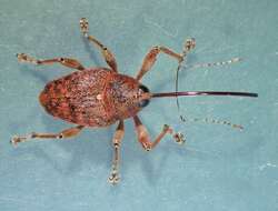 Image of Acorn weevil