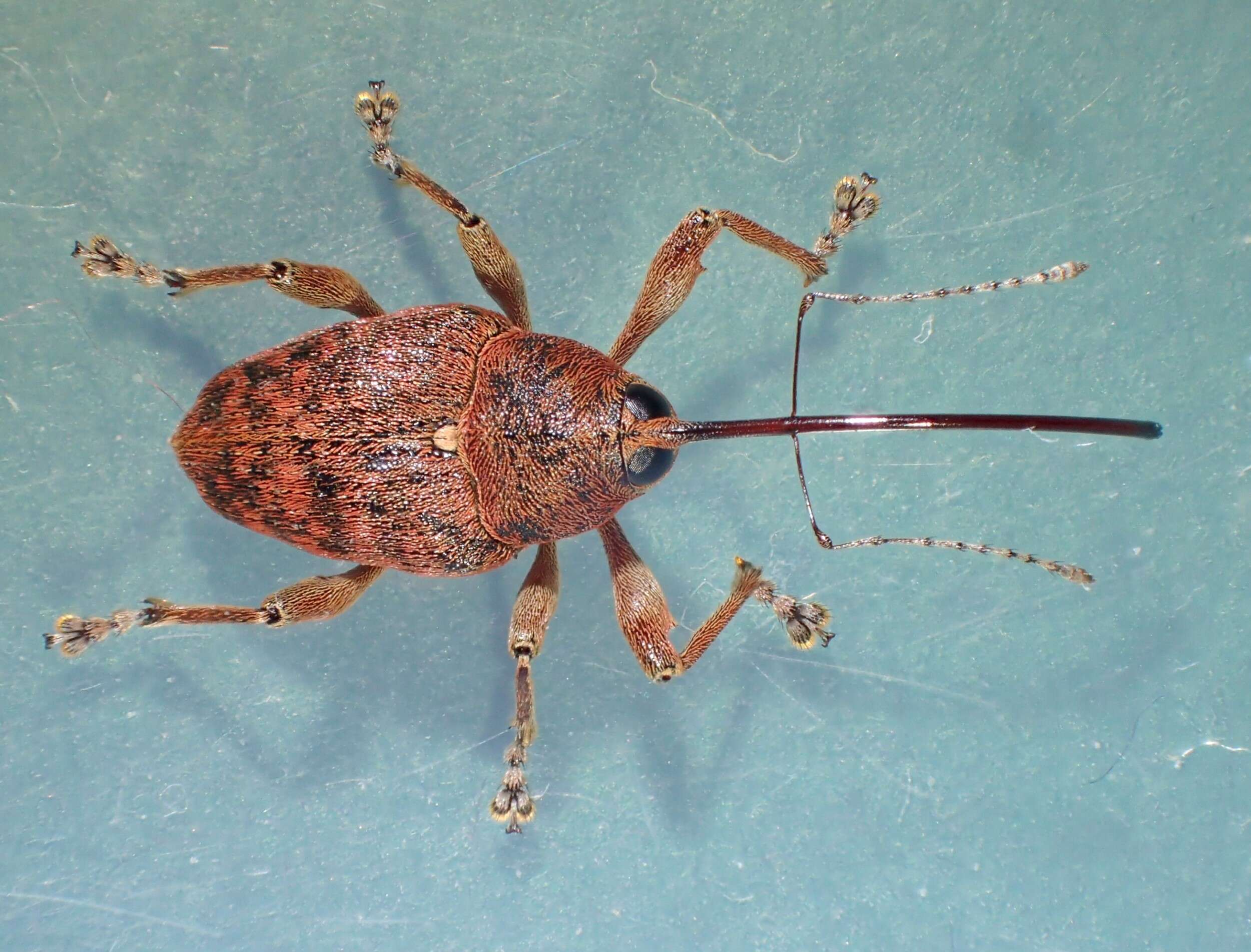 Image of Acorn weevil