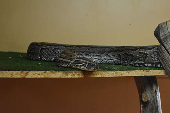 Image of African rock python