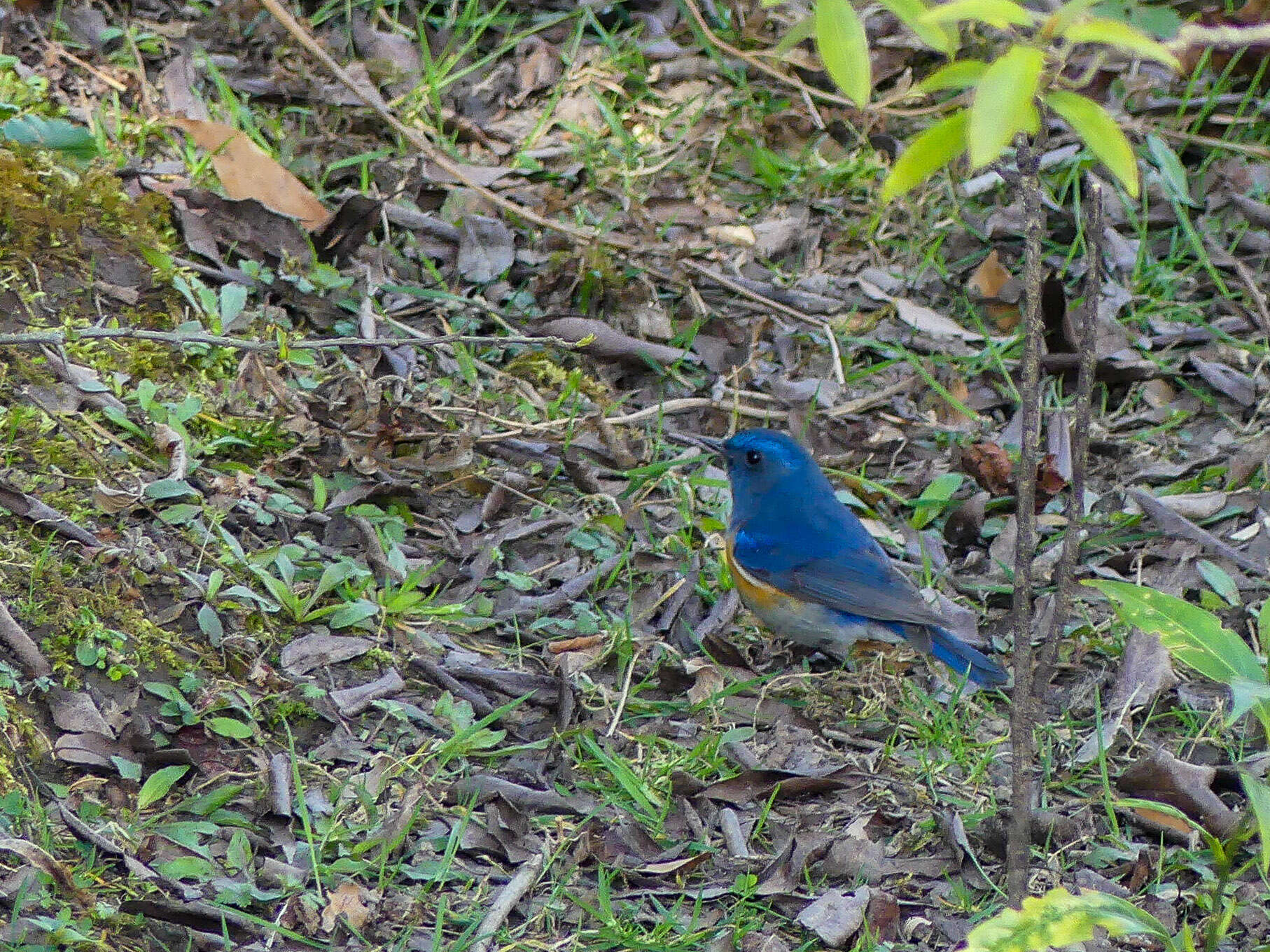 Image de Robin de l’Himalaya