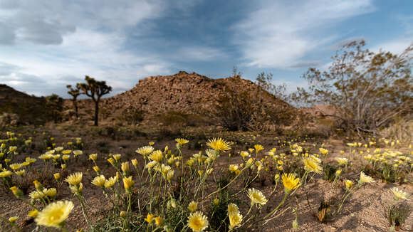 Image of desertdandelion