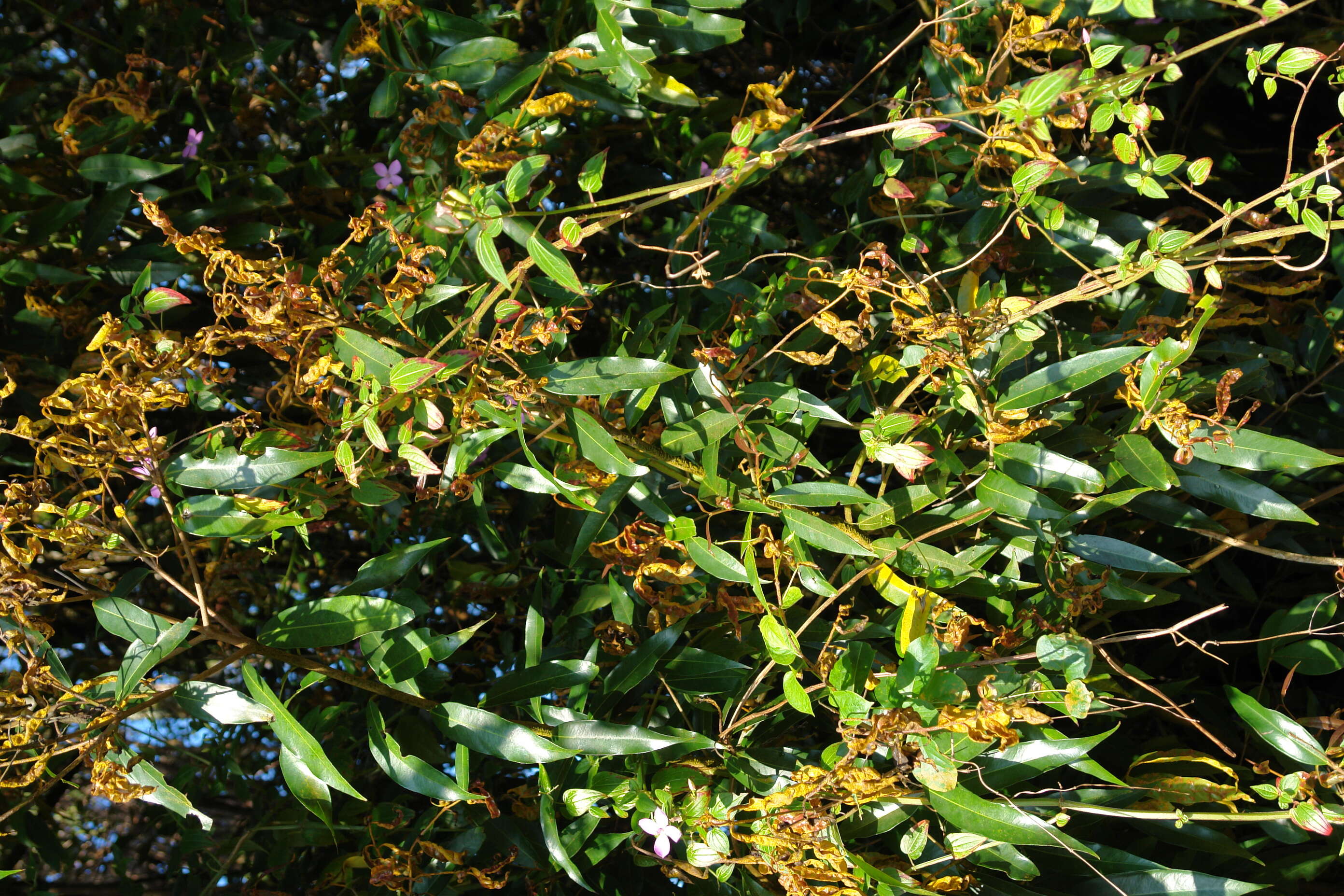 Image of Myrtle rust