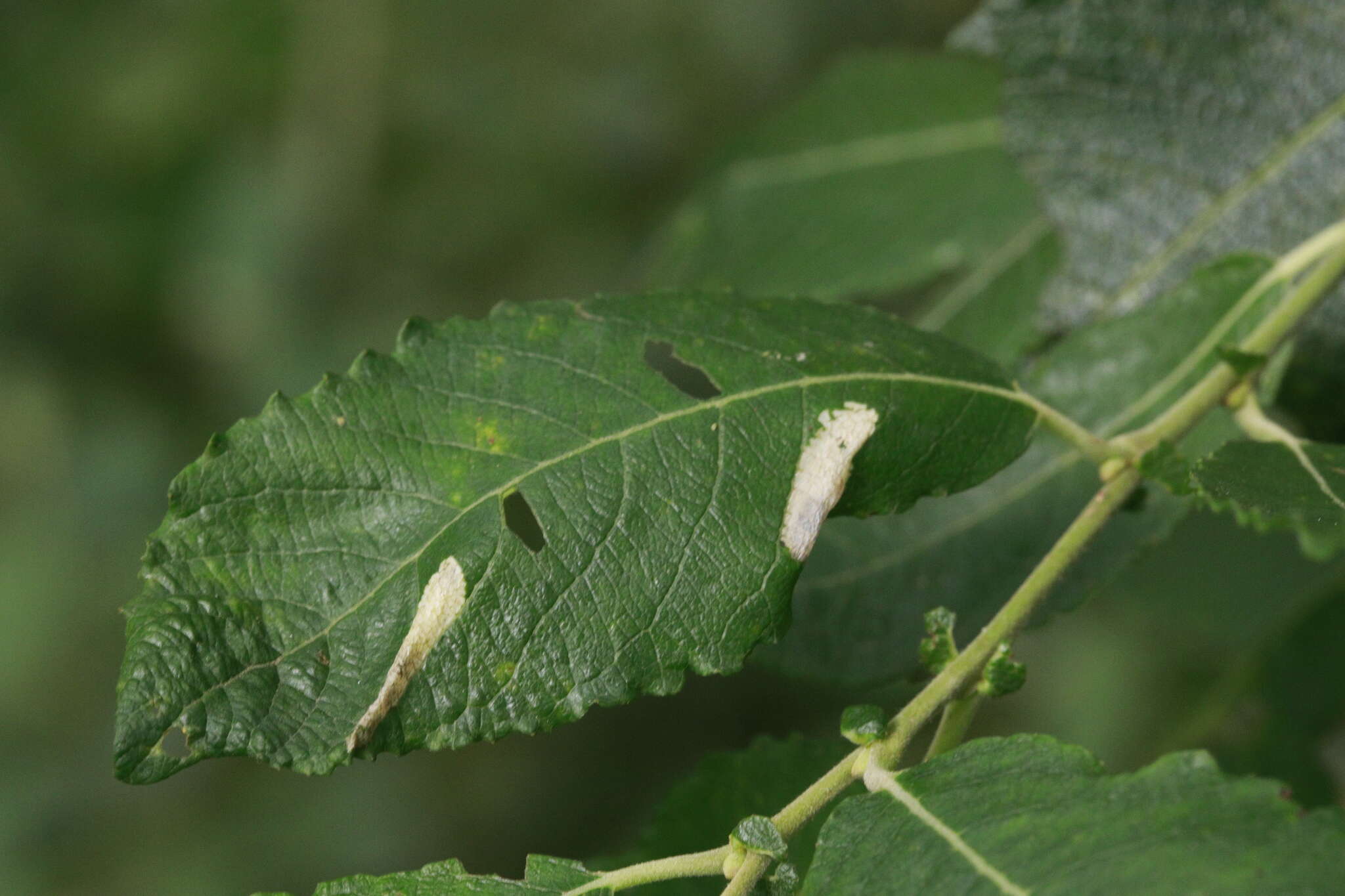 صورة Phyllonorycter salictella (Zeller 1846)