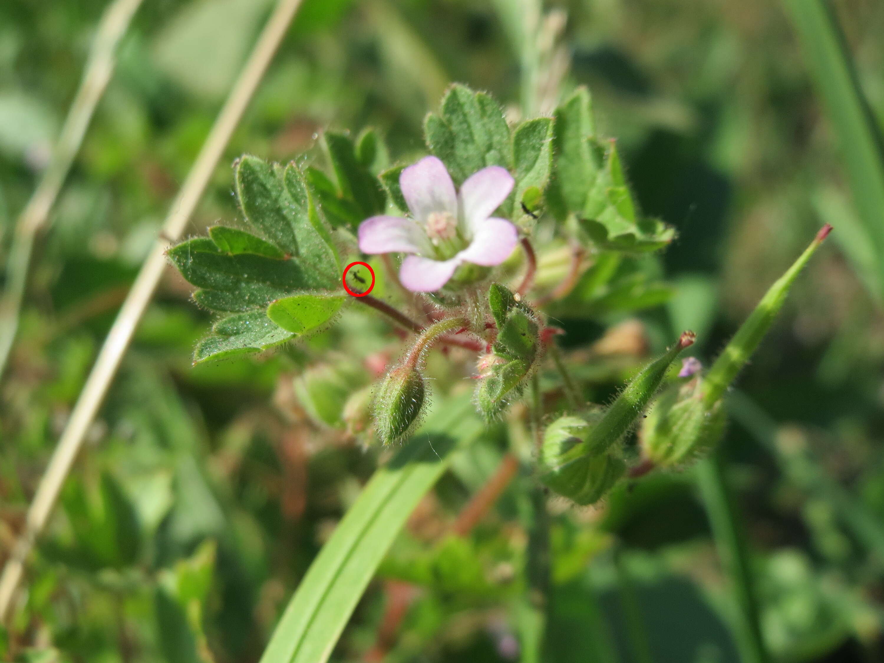 Image of Round-leaved Crane's-bill