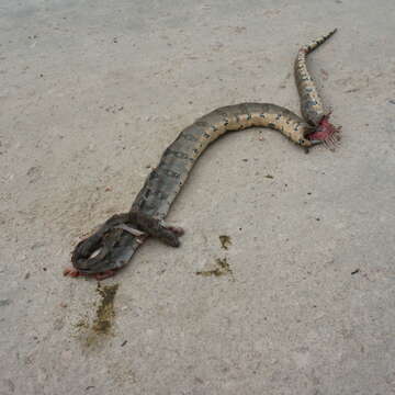 Image of Central American Boa