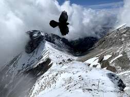 Image of Alpine Chough