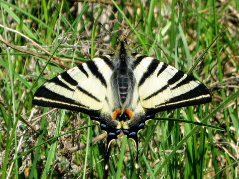 Image of Iphiclides