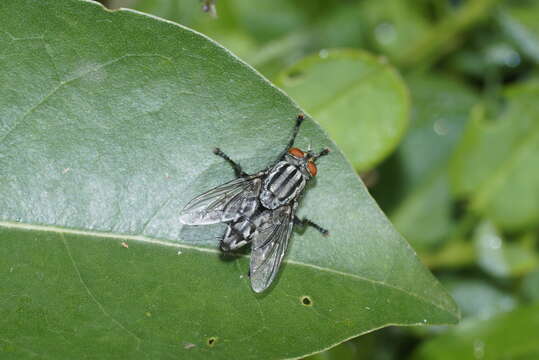 Image of flesh flies