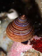 Image of Blue Top Snail