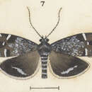 Asterivora microlitha Meyrick 1888的圖片