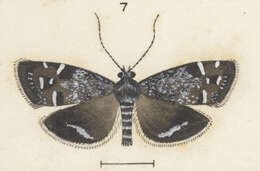 Image of Asterivora microlitha Meyrick 1888