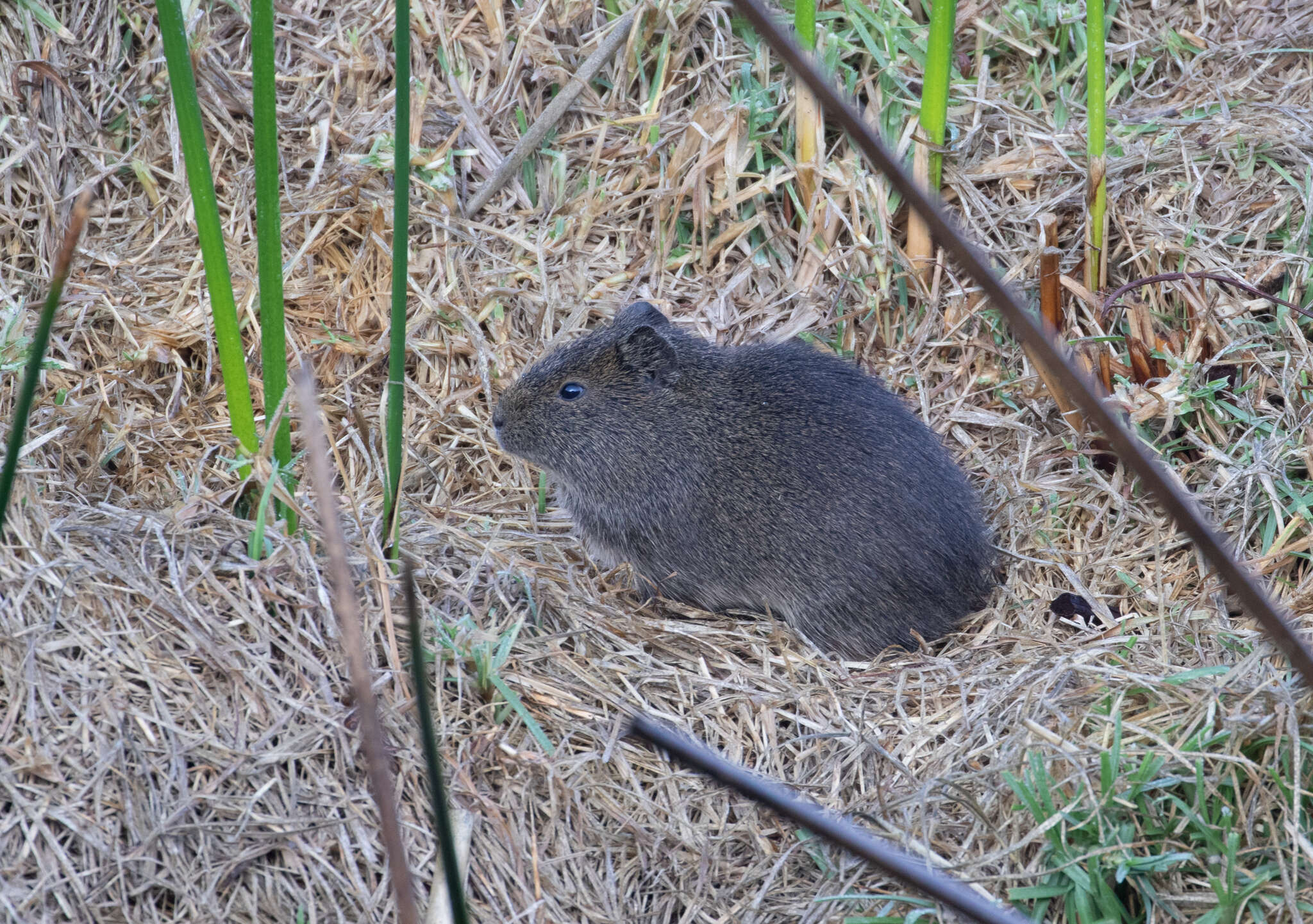 Image of Brazilian Guinea Pig