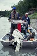 Image of Chinook Salmon