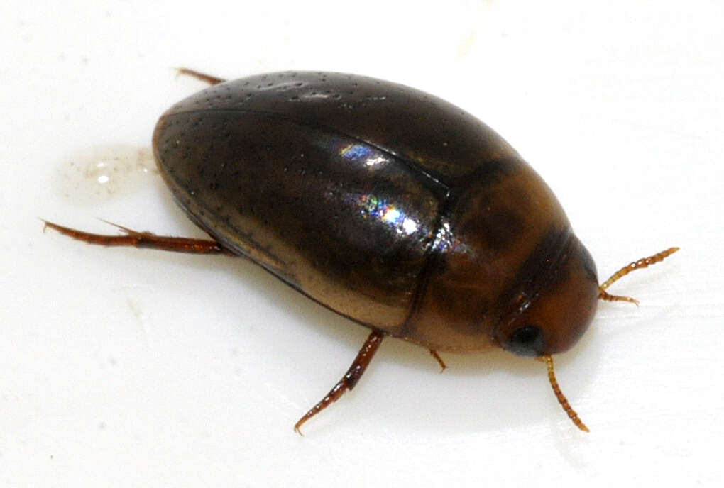 Image de Noterus clavicornis
