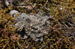 Image de Myosotis brevis de Lange & Barkla