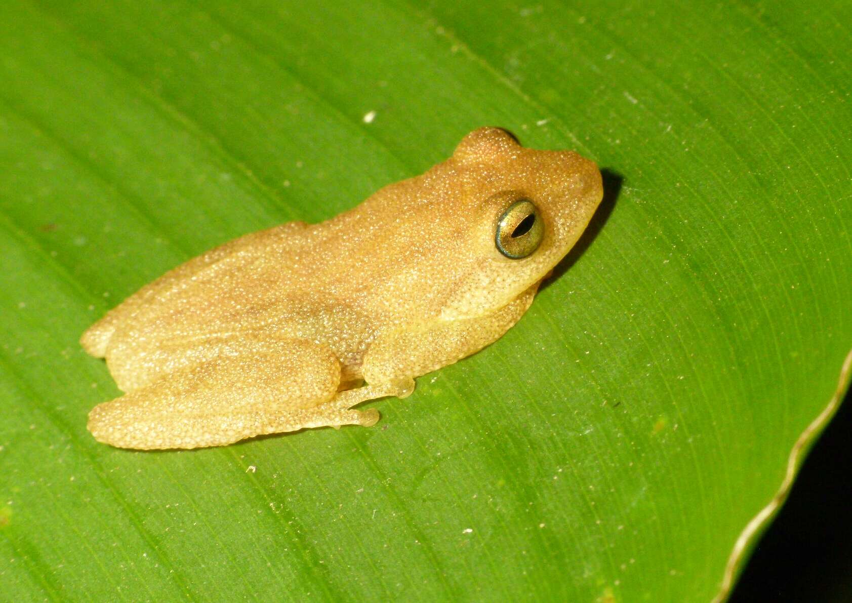 Image de Raorchestes luteolus (Kuramoto & Joshy 2003)