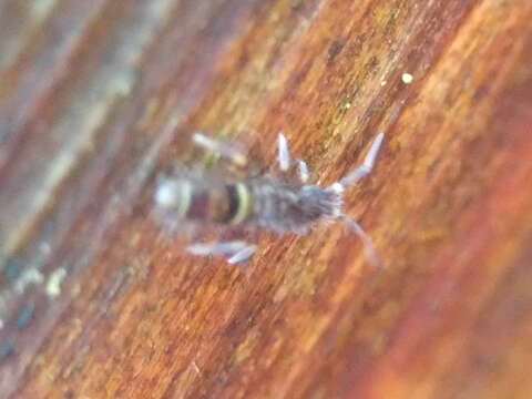 Image of hairy-back girdled springtail