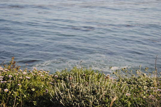 Image of seaside buckwheat